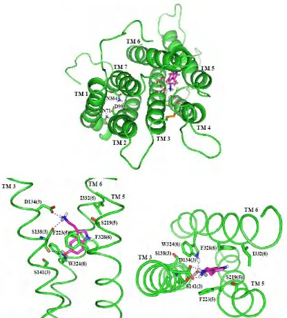 Figure 8.  Serotonin bound in 5-HT2C after 5 ns of dynamics.  The top shows the TMs 1-2-7 hydrogen bonding network, as well as the disulfide bond between the two cysteines in TM3 and ec2