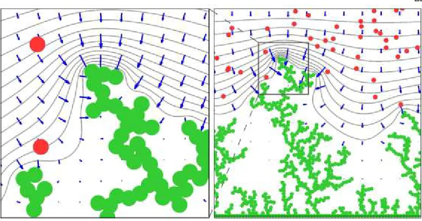 Figure 6: Zooming in the tip of the leading dendrite produced by charging with tON=20ms, =tOFF/tON=3 pulses at 243ms, i.e., at the end of simulation time