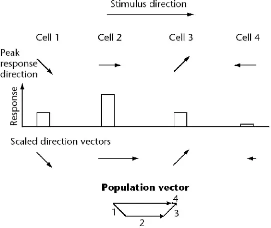 Figure 1.3 Example calculation of a population vector for a horizontal stimulus from theresponses of four neurons