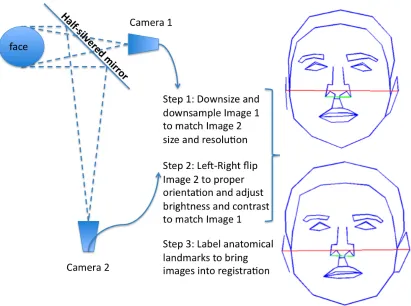 Figure 5. Stimulus creation process. A face is imaged simultaneously from to cameras 