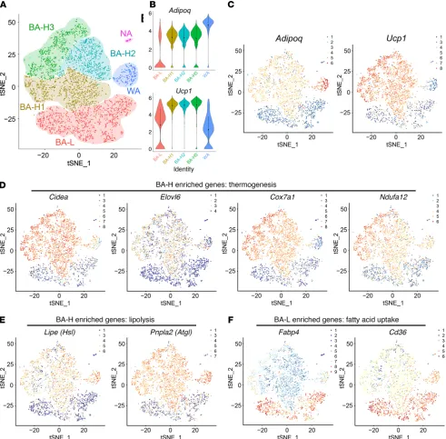 Figure 3. Single-cell RNA sequencing confirms the existence of 2 distinct brown adipocyte subpopulations