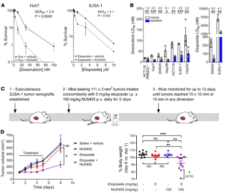 Figure 6. NU5455 sensitizes tumors to topoisomerase II inhibitors but has a narrow therapeutic index when combined with systemic chemotherapy in vivo