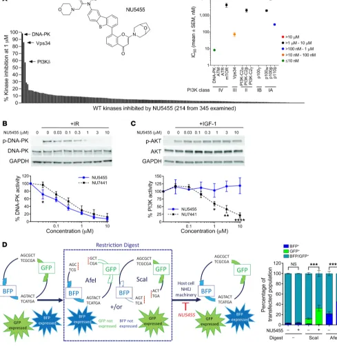 Figure 1. NU5455 is a selective inhibitor of DNA-PKcs activity. (wild-type kinases. (respectively, in MCF7 cells pretreated with vehicle, NU5455, or NU7441 for 1 hour