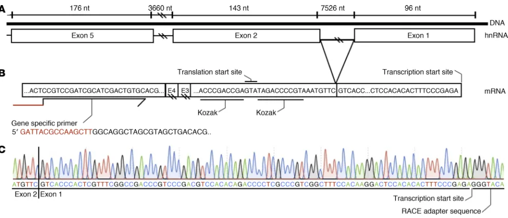 Figure 3. TSS of SLC26A9 in pancreas. (A) Schematic in native orientation showing the first 5 exons of the SLC26A9 gene