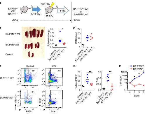 Figure 4. PTN regulates CML pathogenesis in a hematopoietic cell–autonomous manner. (group)
