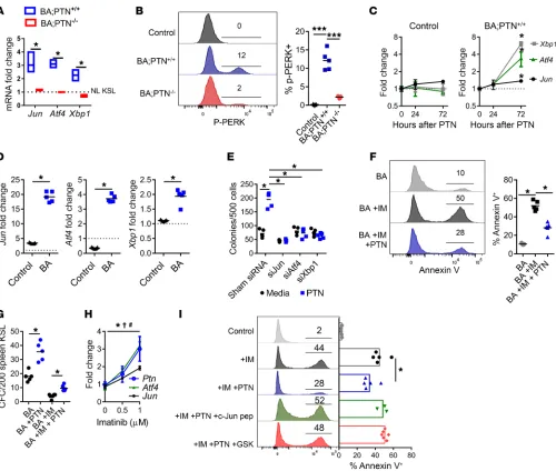 Figure 5. PTN promotes CML stem cell survival via induction of c-Jun and the UPR. (= 5/group)