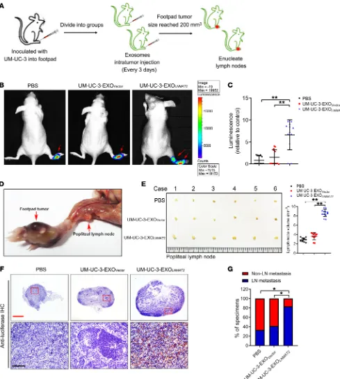 Figure 4. Exosomal LNMAT2 promotes lymphatic metastasis in vivo. (A) Schematic representation of establishment of the nude mouse model of popliteal LN metastasis