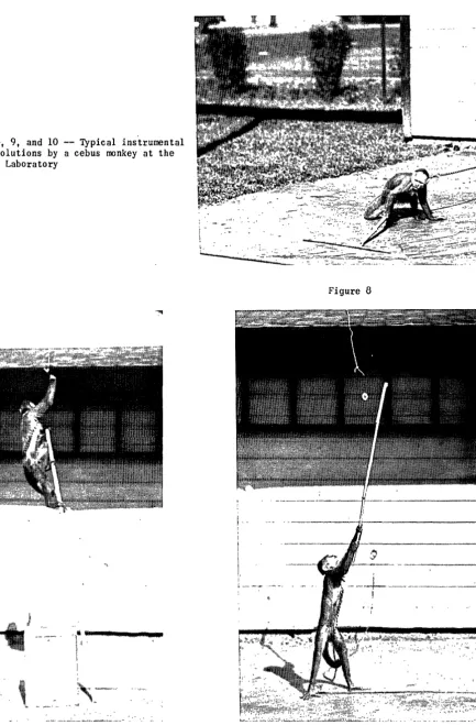 Figures 8, 9, and 10 problem -- Typical instrumental solutions by a cebus monkey at the 