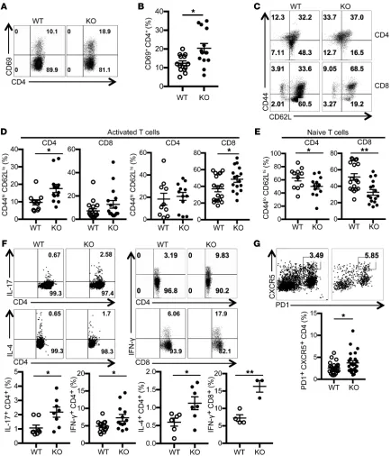 Figure 2. T cells from Srsf1of activated effector/ memory subsets (CD44live CD4ncytokine staining for flow cytometry
