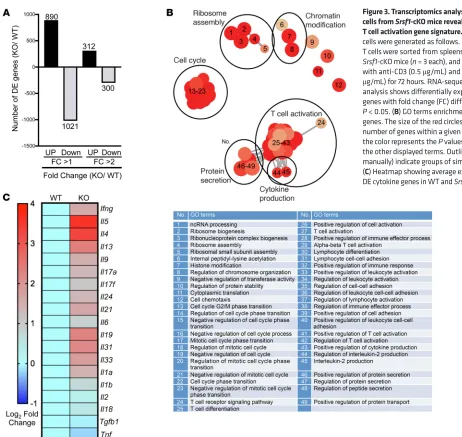 Figure 3. Transcriptomics analysis of CD4+ Teff cells from Srsf1-cKO mice reveals an elevated 
