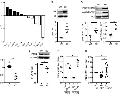 Figure 4. T cells from Srsf1plasmid. Twenty-four hours later, cells were lysed and luciferase activity measured as in correction (plasmid and cotransfected with either a pcDNA3.1 empty vector (EV) or an plasmid