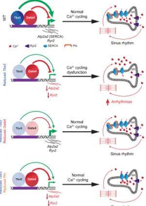 Figure 6. TBX5 and GATA4 are key regulators of atrial calcium homeostasis.handling of atrial myocytes