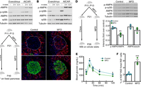 Figure 2. Weaning from maternal milk induces the switch from mTORC1 to AMPK signaling in β cells