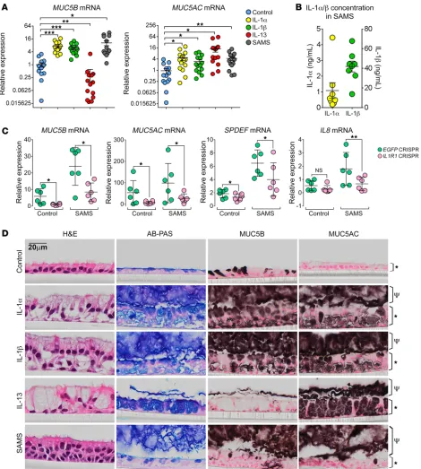 Figure 1. Mucin secretagogue activity of SAMS is mediated by IL-1α and/or IL-1β via IL-1R1