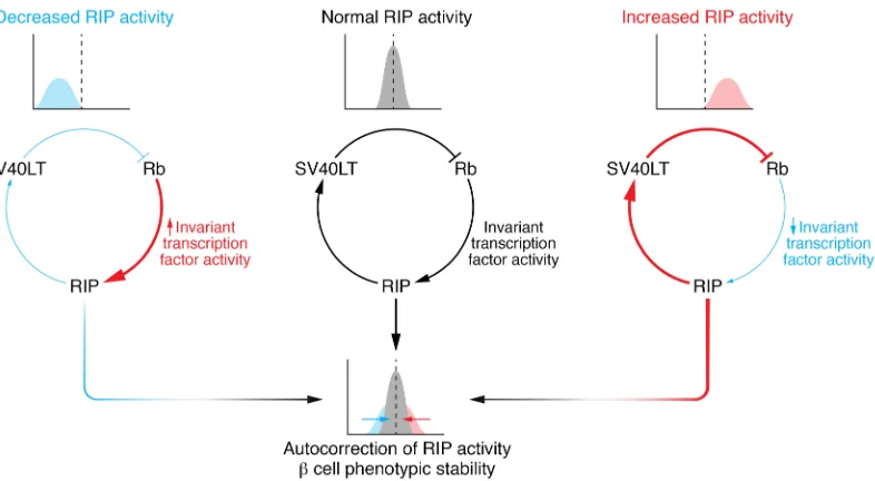 Figure 2. Potential mechanisms underlying the stability of EndoC-βH cell lines and the reversion of their immortalization.  Positive or negative varia-tion in RIP activity is counteracted by its effects on SV40LT expression levels at both an individual and