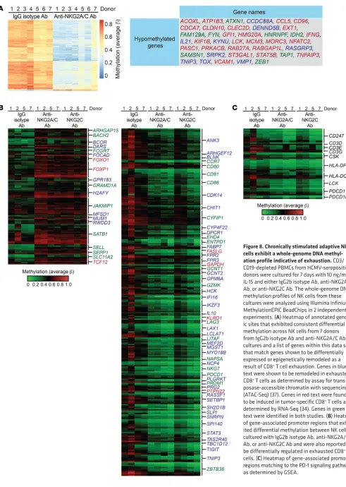 Figure 8. Chronically stimulated adaptive NK cells exhibit a whole-genome DNA methyl-ited differential methylation between NK cells cultured with IgG2b isotype Ab, anti-NKG2A/C Ab, or anti-NKG2C Ab and were also reported to be differentially regulated in e