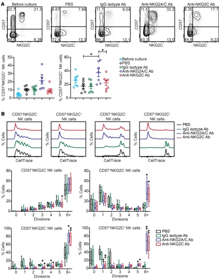 Figure 1. Chronic stimulation through NKG2C expands adaptive NK cells. CD3/CD19-depleted PBMCs from HCMV-seropositive donors were cultured for 7 iments