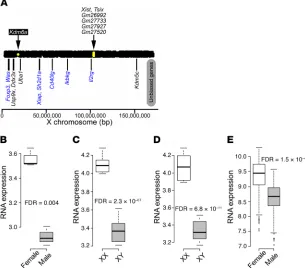 Figure 1. Differentially expressed X chromosome genes in mouse CD4+the high-throughput sequencing approach, sexually biased X chromosome genes in CD4cells were determined for C57BL/6J naive CD4 T cells