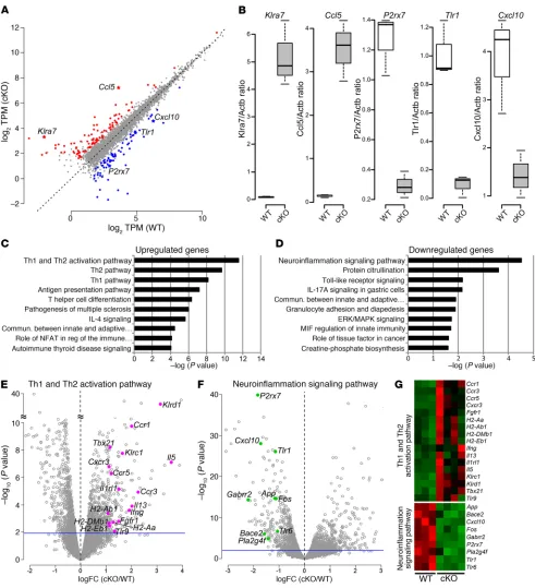 Figure 3. Differences in Th1/Th2 activation and neuroinflammation signaling pathways in CD4 Kdm6a KO mice