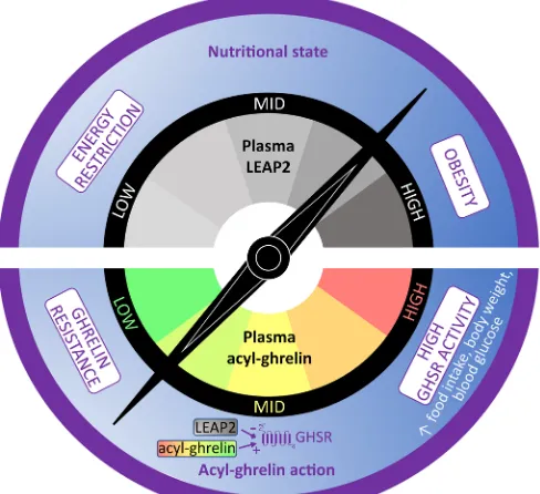 Figure 8. Model of the effect of LEAP2 on acyl-ghrelin–mediated GHSR action. The hormones LEAP2 and acyl-ghrelin both bind to GHSR