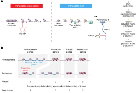 Figure 2. Epigenetic events in immune cells during tissue injury. (A) Possible modes of epigenetic regulation to tune immune cell function