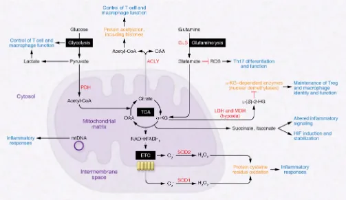 Figure 1. Overview of pathways involved with immunometabolism and their links to protein and cell function