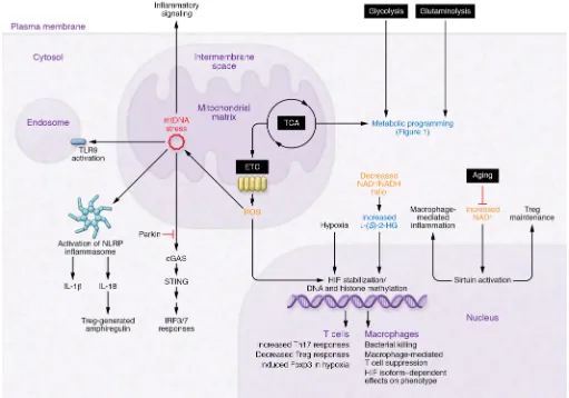 Figure 2. Immunometabolic mechanisms at play in the tissue-damaged environment. Hypoxia, oxidative stress, and nutrient depletion combine to cause significant changes in metabolism