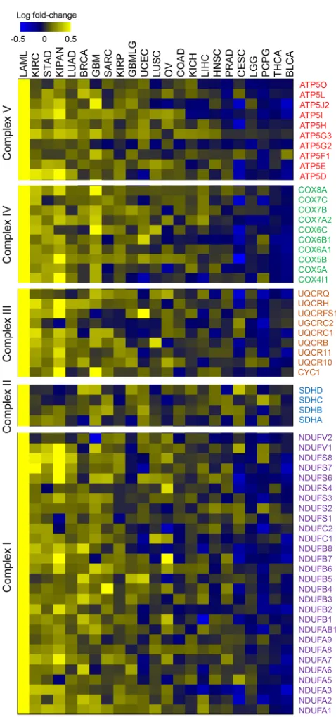 Figure 2. Genes associated with oxidative phosphorylation are elevated in tumors from African American patients relative to tumors  from Euro-pean American patients, across 23 cancer types in TCGA