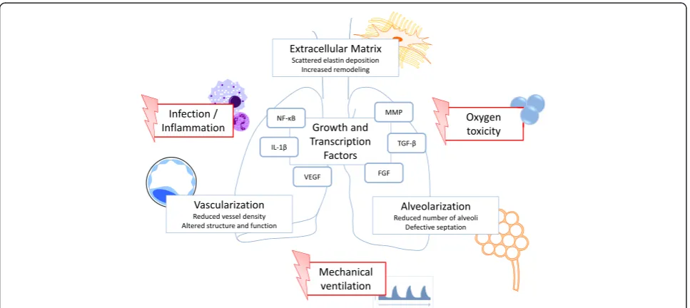 Figure 1 Orchestration of risk factors and pathophysiologic variables with anticipated treatment potential in the development of BPD.
