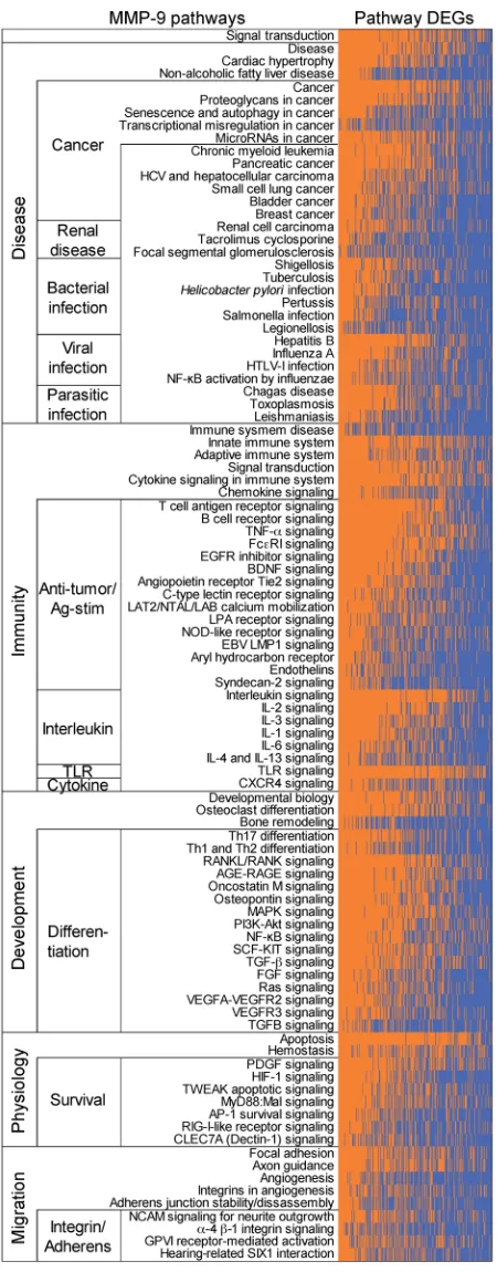 Figure 9. MMP-9 pathway DEGs are linked to a variety of renal diseases, cancers, microbial infections, and immune activation