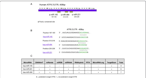 Figure 1 miR-145, miR-221 and miR-494 are predicted to target human ATF6. (A) Predicted binding location of miR-145, miR-221 andmiR-494 in the full-length (408 bp) human ATF6 3′UTR and (B) proposed base pair matches for miR-145, miR-221 and miR-494 within 