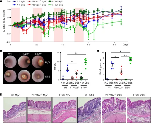 Figure 1. Presence of the 619W variant promotes chronic colitis. Chronic colitis was induced in PTPN22–/– and 619W mice as well as in their respective WT lit-termates via administration of 4 cycles of DSS (1.5% DSS in the drinking water for 7 days, followe