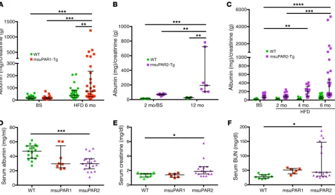 Figure 3. msuPAR2-Tg mice develop progressive proteinuria and severe kidney dysfunction