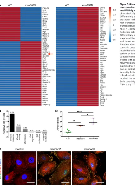 Figure 5. Glomerular β3 integ-rin expression is increased in 