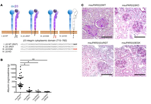 Figure 6. msuPAR2-induced kidney disease requires the presence of intact ically engineered integrin 3 integrin.Aβ3 integrin mouse models
