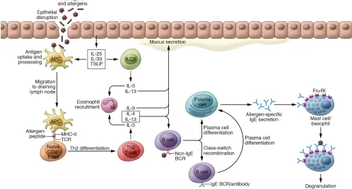 Figure 1. Key cellular and molecular players in allergic sensitization. Allergens and pathogens that have passed the skin or mucosal epithelium are phagocytosed by antigen-presenting cells (APCs)