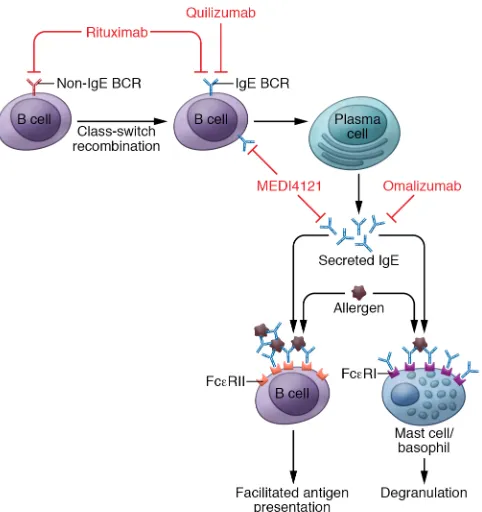 Figure 3. Targeting IgE and IgE production. Total B cell depletion using the ing IgE are not affected