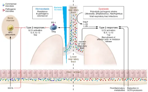 Figure 3. Exposure to a healthy microbiota drives antiinflammatory homeostatic conditions in the airways, while dysbiosis and viral respiratory tract infections can induce type 2 inflammation