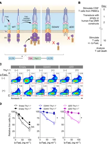 Figure 7. Genetic engineering with Fas DNR protects human T cells 