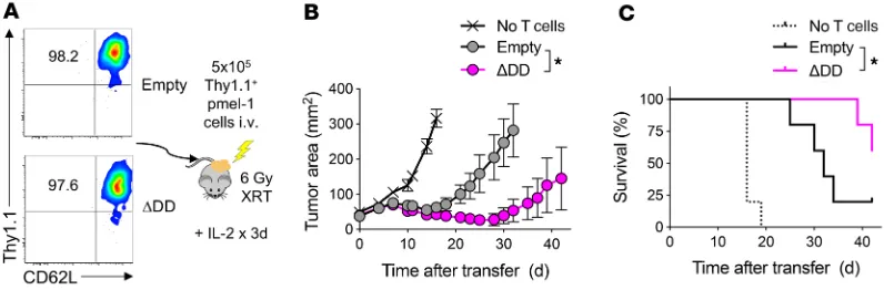 Figure 5. Adoptive transfer of Fas DNR–modified T cells enhances antitumor efficacy independently of T cell differentiation status