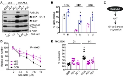 Figure 2. RABL6A-AKT signaling is required for PNET cell cycle progression and response to AKT inhibitors