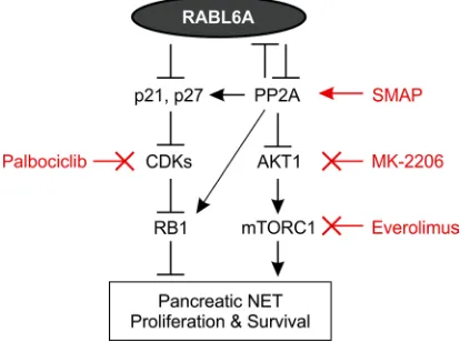 Figure 6. RABL6A oncogenic signaling in PNETs. Schematic showing that RABL6A inhibits the PP2A tumor suppressor, thereby activating AKT-mTOR signaling to drive PNET proliferation and survival