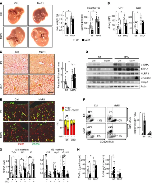 Figure 5. MaR1 improves the HFD-induced NASH in a RORαand M2 marker genes were measured by qRT-PCR