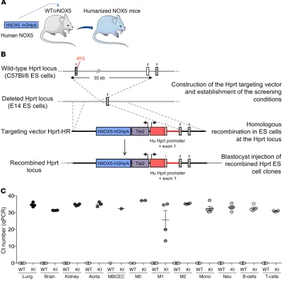 Figure 1. Generation and validation of the NOX5-KI mouse. (humanized NOX5-KI mice. First, WT and deleted Hprt constructs are shown