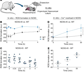 Figure 2. Increased in vitro ROS production is related to Ca2+ overload 