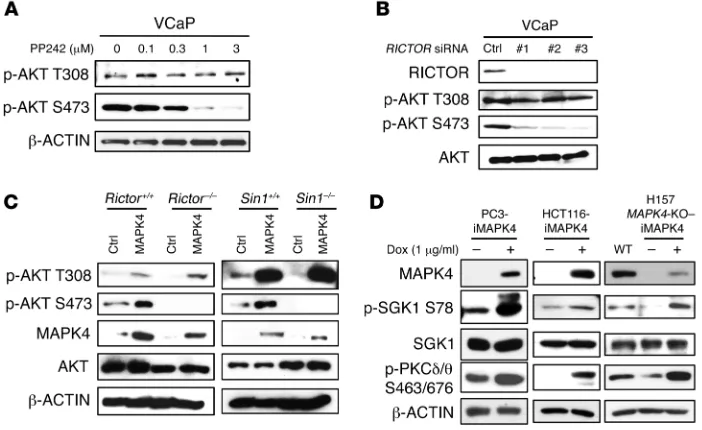 Figure 7. mTORC2 mediates MAPK4- induced AKT phosphorylation at S473. (A) VCaP cells were treated with increasing dos-es of the mTOR-specific inhibitor PP242 for 2 hours