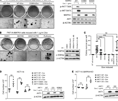 Figure 9. AKT activation is crucial for mediating MAPK4 tumor-promoting activity. (iMAPK4 cells without Dox induction (WT-Dox) were used as control