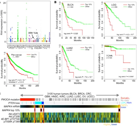 Figure 1. Overexpression of MAPK4 in a subset of human cancers is associated with decreased overall survival and increased AKT activity
