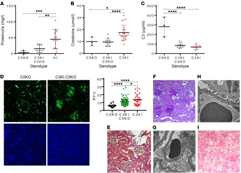 Figure 8. C3KI phenotype is rescued through genetic deletion of complement C5. (A) Proteinuria measurements of urine collected from 3 C5KO mice premortem (black circles) and, 9 C3KI.C5KO mice at 6 months of age (green diamonds) as well as, 12 C3KI mice on 