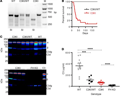Figure 2. Initial characterization of C3KI mice. (A) A representative ethidium bromide–stained PCR gel illustrating genotyping of C3KI mice, with the SalI digest, as appropriate, indicated by SI below the gel